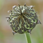 Helmsley Walled Garden