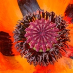 Helmsley Walled Garden