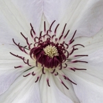 Helmsley Walled Garden