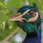Peacock, Nunnington Hall