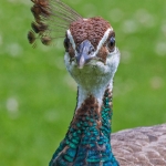 Peahen, Nunnington Hall