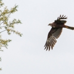Marsh Harrier, Tophill Low