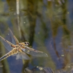 Dragonfly, Tophill Low