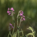 Red Campion(?), Tophill Low