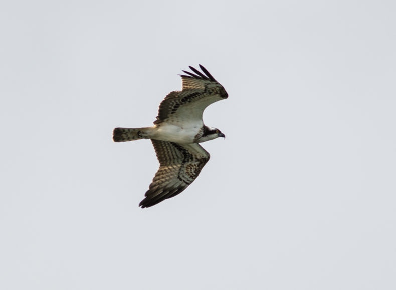 Osprey, Tophill low