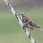 Pipit?, Isle of Mull