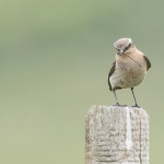 Wheatear and Damsel Fly