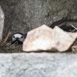 Pied Wagtail on nest
