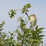 Willow Warbler, Isle of Mull