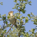 Willow Warbler, Isle of Mull