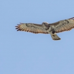 Buzzard above Dervaig