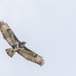Buzzard above Dervaig