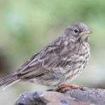Young Rock Pipit, Isle of Mull