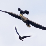 White Tailed Eagle and Hooded Crows