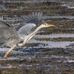 Heron, Isle of Mull