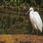 Little Egret, Tophill Low