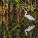 Little Egret, Tophill Low