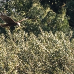 Marsh Harrier, Tophill low