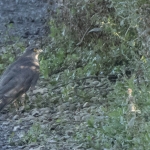 Female Sparrowhawk, Tophill low