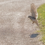 Kestrel, Tophill Low