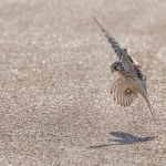Kestrel, Tophill Low