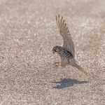Kestrel, Tophill Low