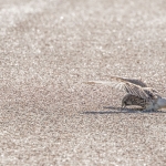 Kestrel, Tophill Low