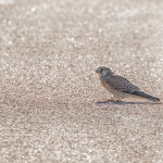 Kestrel, Tophill Low