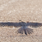 Kestrel, Tophill Low