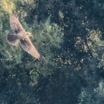 Marsh Harrier, Tophill Low