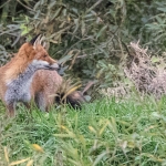 fox