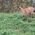fox
